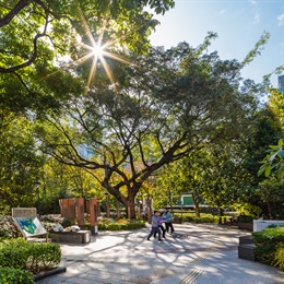 Beams of sunlight shine through the canopy of a tall Lebbeck Tree (<em>Albizia lebbeck</em>) on to the ‘Garden of Life’ below. This garden provides amenities and space for a number of different activities including Tai Chi.
